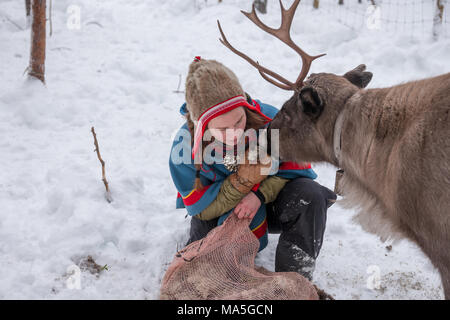 Feeding Reindeer on a Sami Farm Stock Photo