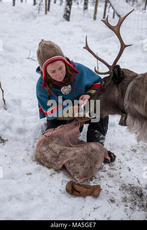 Feeding Reindeer on a Sami Farm Stock Photo