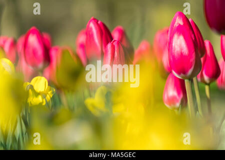 Close-up on pink tulips and yellow flowers in Keukenhof Gardens. Lisse, South Holland province, Netherlands. Stock Photo