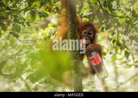 Sumatran orangutan drinking from a bottle of coke in Gunung Leuser National Park, Northern Sumatra. Stock Photo