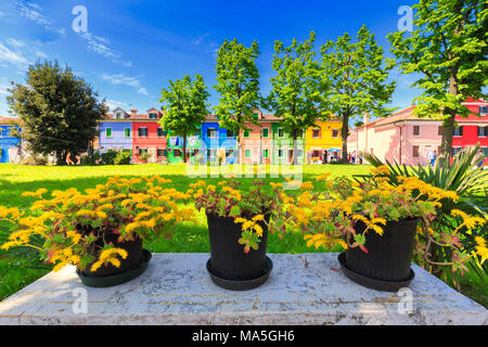 Spring bloom in front of the houses of Corte del Comare, Burano, Venice, Veneto, Italy. Stock Photo