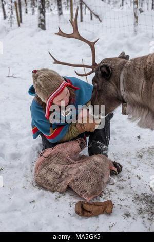 Feeding Reindeer on a Sami Farm Stock Photo