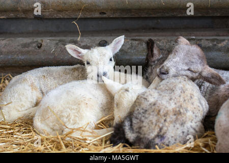 sleeping lambs huddled together in a barn Stock Photo
