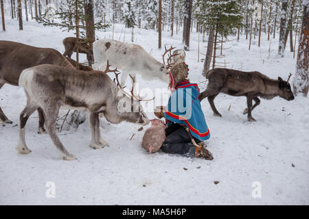 Feeding Reindeer on a Sami Farm Stock Photo