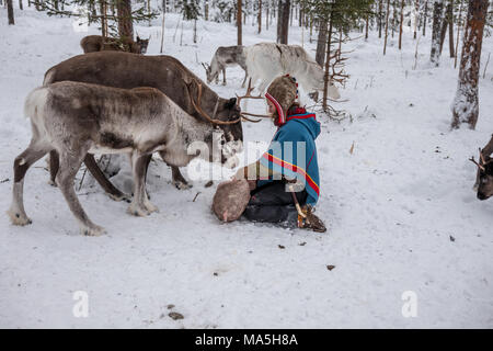 Feeding Reindeer on a Sami Farm Stock Photo