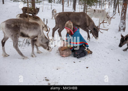 Feeding Reindeer on a Sami Farm Stock Photo