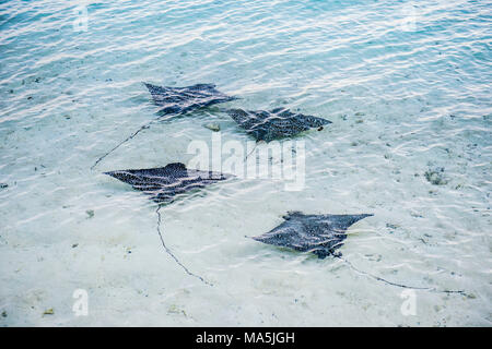 Spotted eagle rays (Aetobatus narinari), Bora Bora, French Polynesia Stock Photo