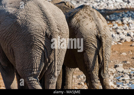 African elephants (Loxodonta africana) on a waterhole, Okaukuejo Rest Camp ,  Etosha National Park, Namibia Stock Photo