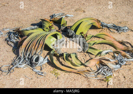 Welwitschia (gymnosperm genus) near Swakopmund, Namibia Stock Photo