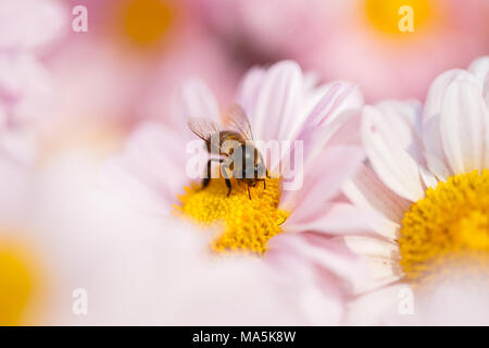 chrysanthemum flower with a bee in the garden Stock Photo