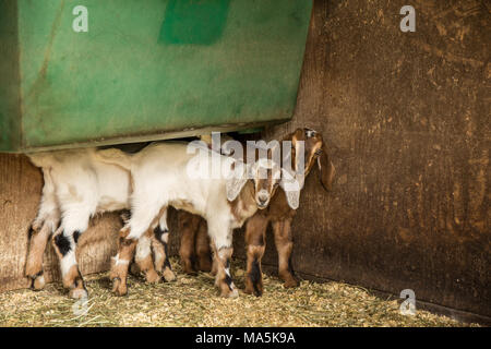 Issaquah, Washington, USA.  Shy 12 day old mixed breed Nubian and Boer goat kids hiding under a feeding trough Stock Photo