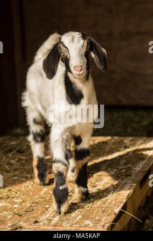 12 day old mixed breed Nubian and Boer goat kid posing in an open area of the barn Stock Photo