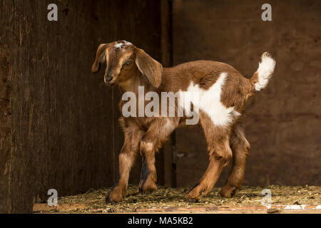 12 day old mixed breed Nubian and Boer goat kid posing in an open area of the barn Stock Photo