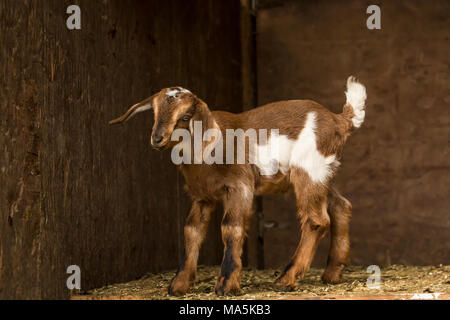 12 day old mixed breed Nubian and Boer goat kid posing in an open area of the barn Stock Photo