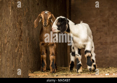 Two 12 day old mixed breed Nubian and Boer goat kids posing in an open area of the barn Stock Photo