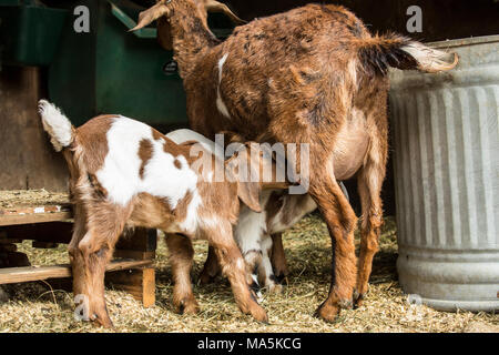 Two 12 day old mixed breed Nubian and Boer goat kids nursing Stock Photo