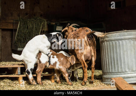 Two mixed breed Nubian and Boer goats nursing while a third mounts one of the others.  Goat kids start mounting each other Stock Photo