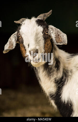 Mixed breed Nubian and Boer adult doe goat looking curiously out from the barn Stock Photo