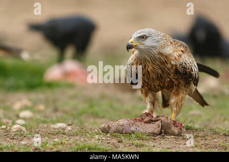 Red Kite (Milvus milvus), feeding on field floor, Castile and Leon, Spain. Stock Photo