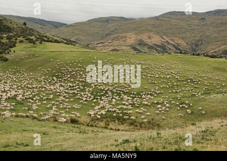 Sheep farm near Wanaka, New Zealand Stock Photo