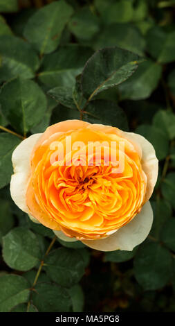 Yellow rose flower in bloom on rose plant Stock Photo