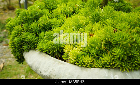 Evergreen cypresses plants Stock Photo