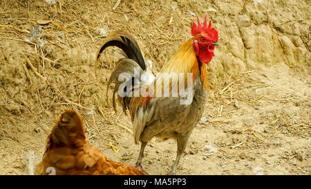 Chickens on traditional free range poultry farm Stock Photo