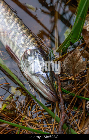 Freshwater Northern pike fish know as Esox Lucius in the water. Fishing concept, catch and release - small freshwater pike fish got a freedom. Stock Photo