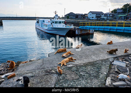 Japan, Shikoku island, Ehime region, Aoshima island, Cat island Stock Photo  - Alamy