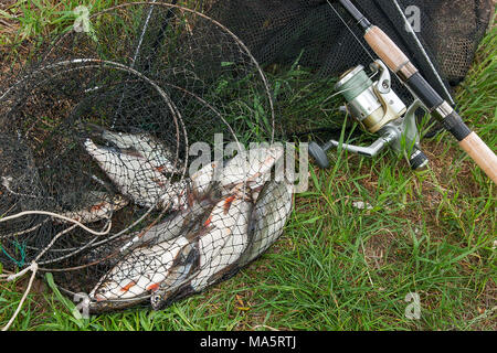 Black fishing net with catched freshwater fish just taken from the water,  two white bream or silver fish and fishing rod with reel on natural  backgrou Stock Photo - Alamy