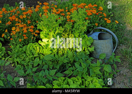 Rising lettuce between young green beans plants and flowering orange calendula (Suzanne 's garden, Mayenne, Pays de la Loire, France). Stock Photo