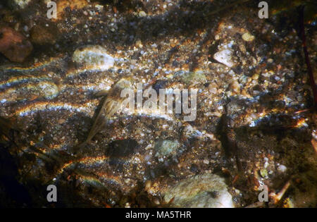 Santa Ana Sucker. Santa Ana suckers are listed as threatened under the Endangered Species Act. There are three isolated populations left in southern California. This sucker is photographed in the Santa Ana River. Stock Photo