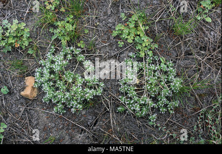 Spreading navarretia is a federally threatened plant. Spreading navarretia is a vernal pool plant that comes alive after the vernal pool dries up. Spreading navarretia generally range along the California coast from the border of Mexico to San Luis Obispo County. Stock Photo