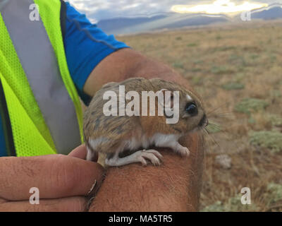 Kangaroo rat california hi res stock photography and images Alamy