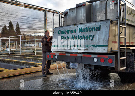 salmon fish hatchery truck from the Muckleshoot Indian Tribe releasing ...