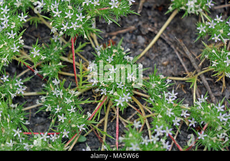 You can see why this plant is called spreading navarretia. Spreading navarretia is a vernal pool plant that comes alive after the vernal pool dries up. Spreading navarretia generally range along the California coast from the border of Mexico to San Luis Obispo County. Stock Photo