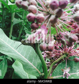 Monarch Caterpillar in Wisconsin. Stock Photo