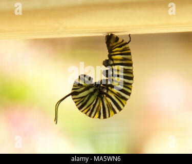 Monarch Caterpillar in Wisconsin. Stock Photo