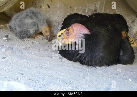 30-day old California condor chick. A California condor sits next to its 30-day old chick in a nest cave near Hopper Mountain NWR in 2008. Stock Photo