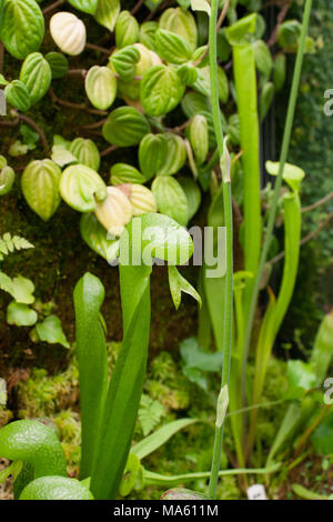 Cobra Lily, Kobratrumpet (Darlingtonia californica) Stock Photo