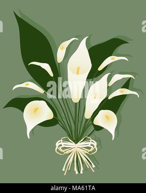 a vector illustration in eps 10 format of a bouquet of calla lilies with a rustic bow on a green background Stock Vector