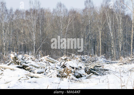Broken tree after the hurricane in the park. Big tree is sawn fo Stock Photo