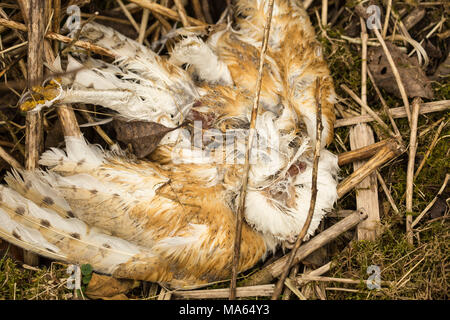 dead barn owl, partly decomposed on straw and other detritus. Possibly poisoned by rodent bait. Stock Photo