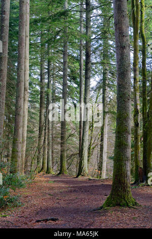 The Hermitage woodland walk, near Dunkeld, Perthshire Stock Photo