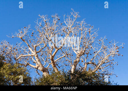 Baobab tree in fruits near Morondava, eastern Madagascar Stock Photo