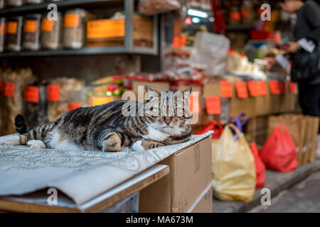 Street cat in Hong Kong Stock Photo