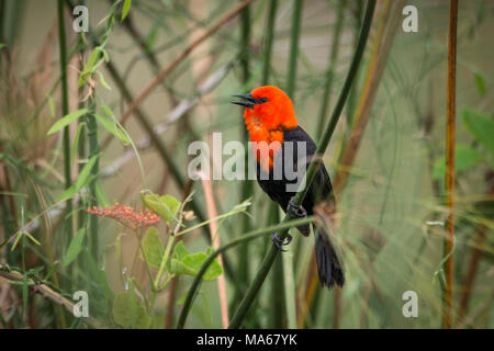 A Scarlet-headed Blackbird (Amblyramphus holosericeus) from the Pantanal Stock Photo