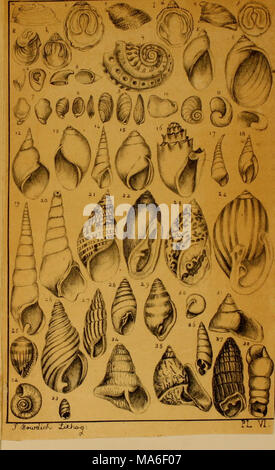 . Elements of conchology, including the fossil genera and the animals Stock Photo