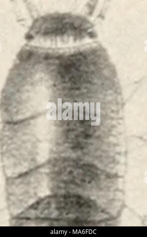 . Elementary entomology . Fig. 87. Silver fish-moth [Lepisma ...