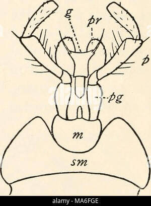 . Elementary entomology . Fig. 14. Labium of a ground beetle [Harpaliis ...